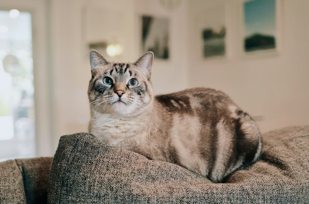 Котик на спинке дивана