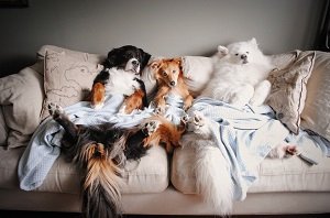 Диван для дома с животными Диван для дома с животными